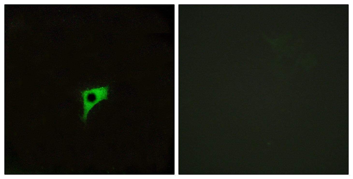 Polyclonal Rabbit anti-Human CHRM2 / M2 Antibody (IF, WB)