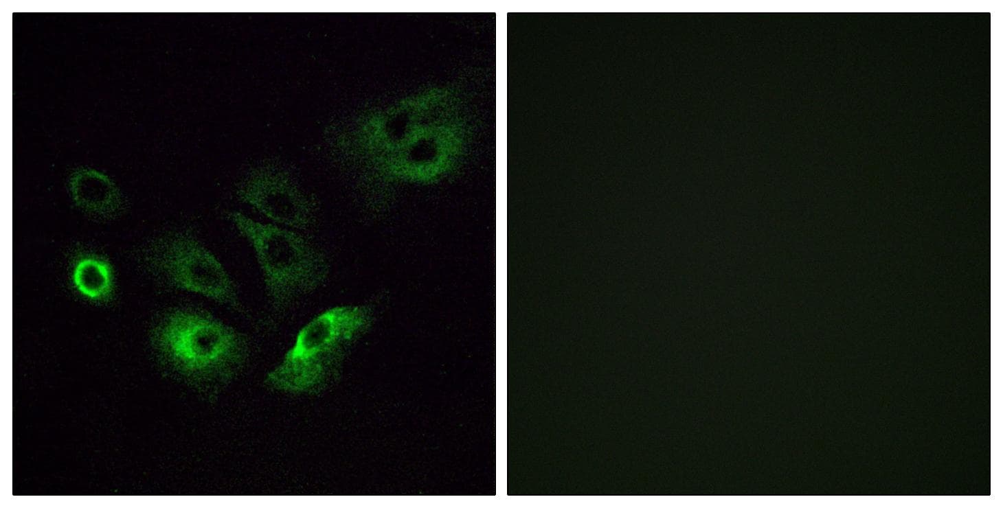 OR4Q3 Antibody
