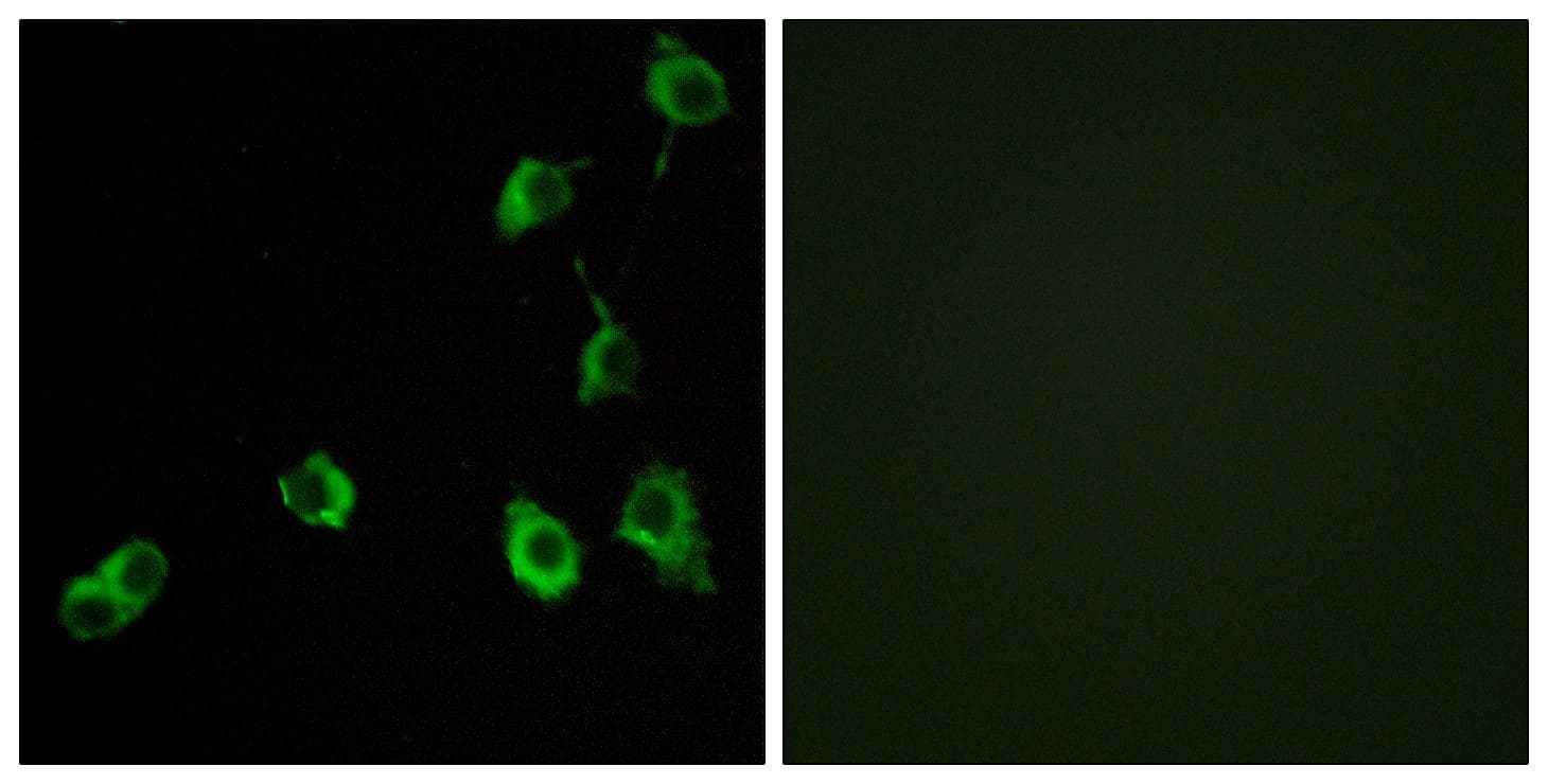 Polyclonal Rabbit anti-Human OR5B12 Antibody (IF)