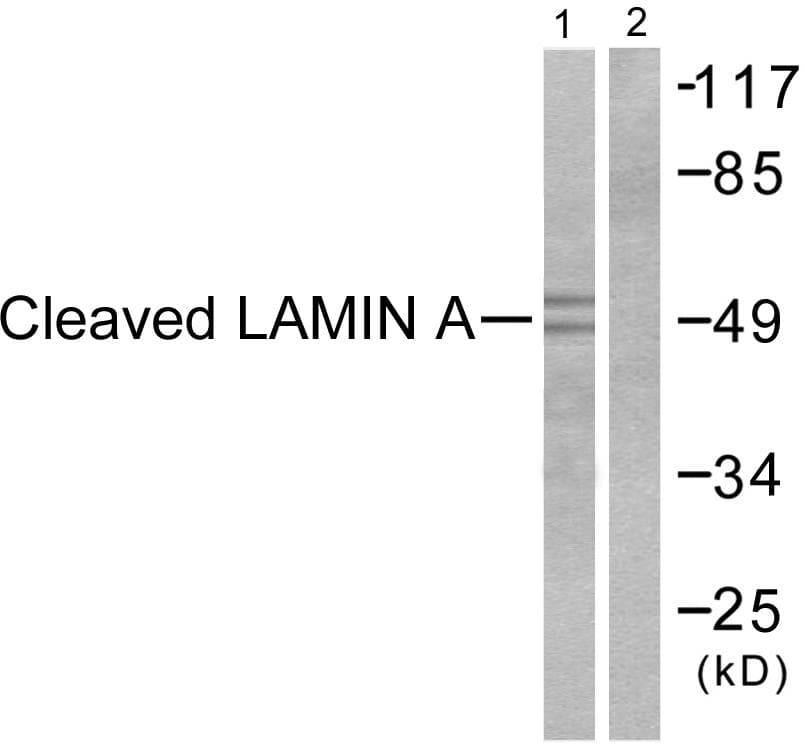 Polyclonal Rabbit anti-Human LMNA / Lamin A+C Antibody (Cleaved-Asp230, IHC, WB)