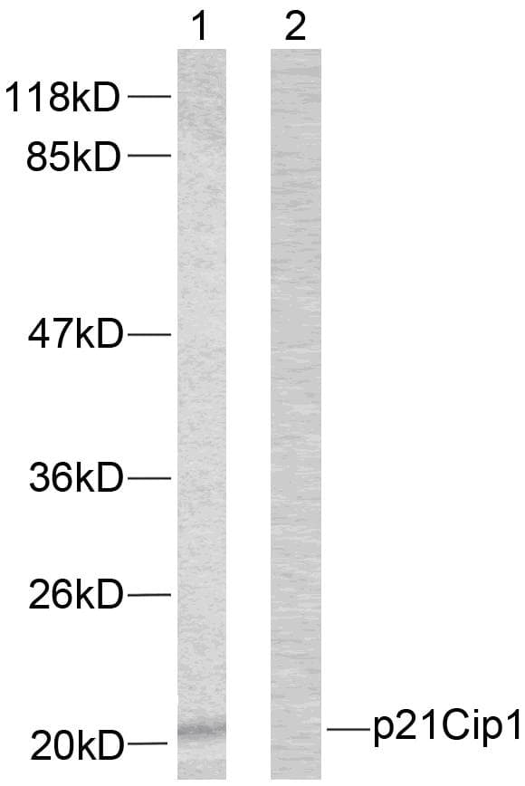 Polyclonal Rabbit anti-Human CDKN1A / WAF1 / p21 Antibody (p145, WB)