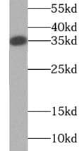Monoclonal Mouse anti-Human TNFSF11 / RANKL / TRANCE Antibody (WB)