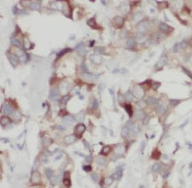 Monoclonal Mouse anti-Human CYCS / Cytochrome c Antibody (IHC, WB)