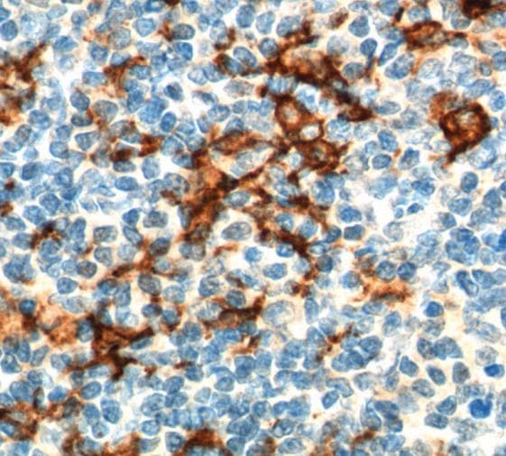 CD163 Antibody