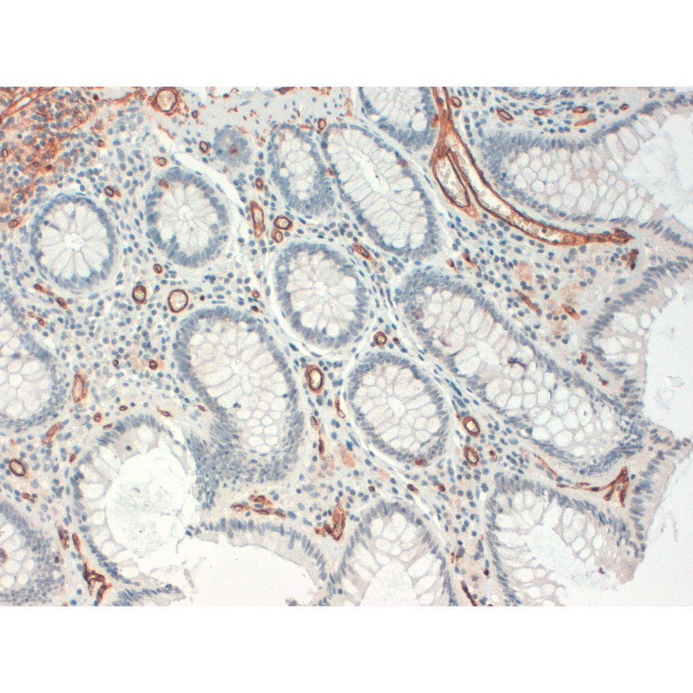 CD34 Antibody (clone QBEND-10)