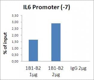 Histone H3 Antibody (clone 1B1-B2)