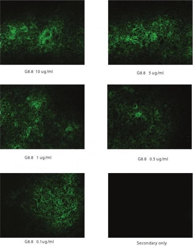 Monoclonal Rat anti-Mouse EPCAM Antibody (clone G8.8, IHC, WB)
