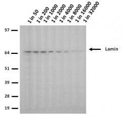 LMNA / Lamin A+C Antibody (clone 12A-2F5)