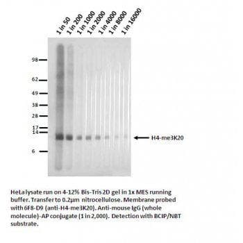 Monoclonal Mouse anti-Human Histone H4 Antibody (clone 6F8-D9, WB)