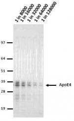 ApoE4 Antibody (clone 4E4)