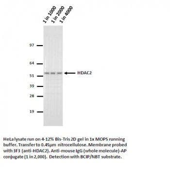 HDAC2 Antibody (clone 3F3)