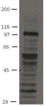 FGFR4 Antibody (clone 19H3)