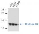 Monoclonal Mouse anti-Human Histone H4 Antibody (clone 5E10-D8, WB)