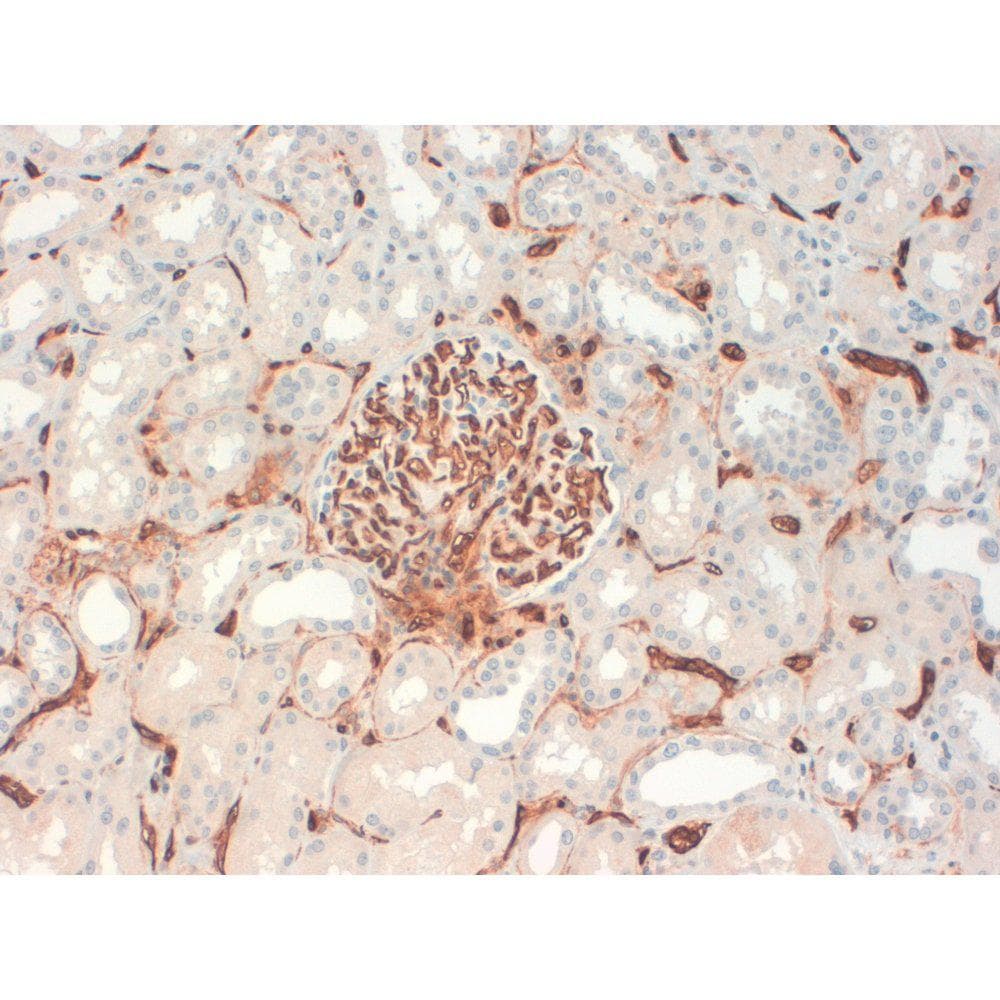 CD34 Antibody (clone QBEND-10)