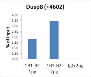 Histone H3 Antibody (clone 1B1-B2)