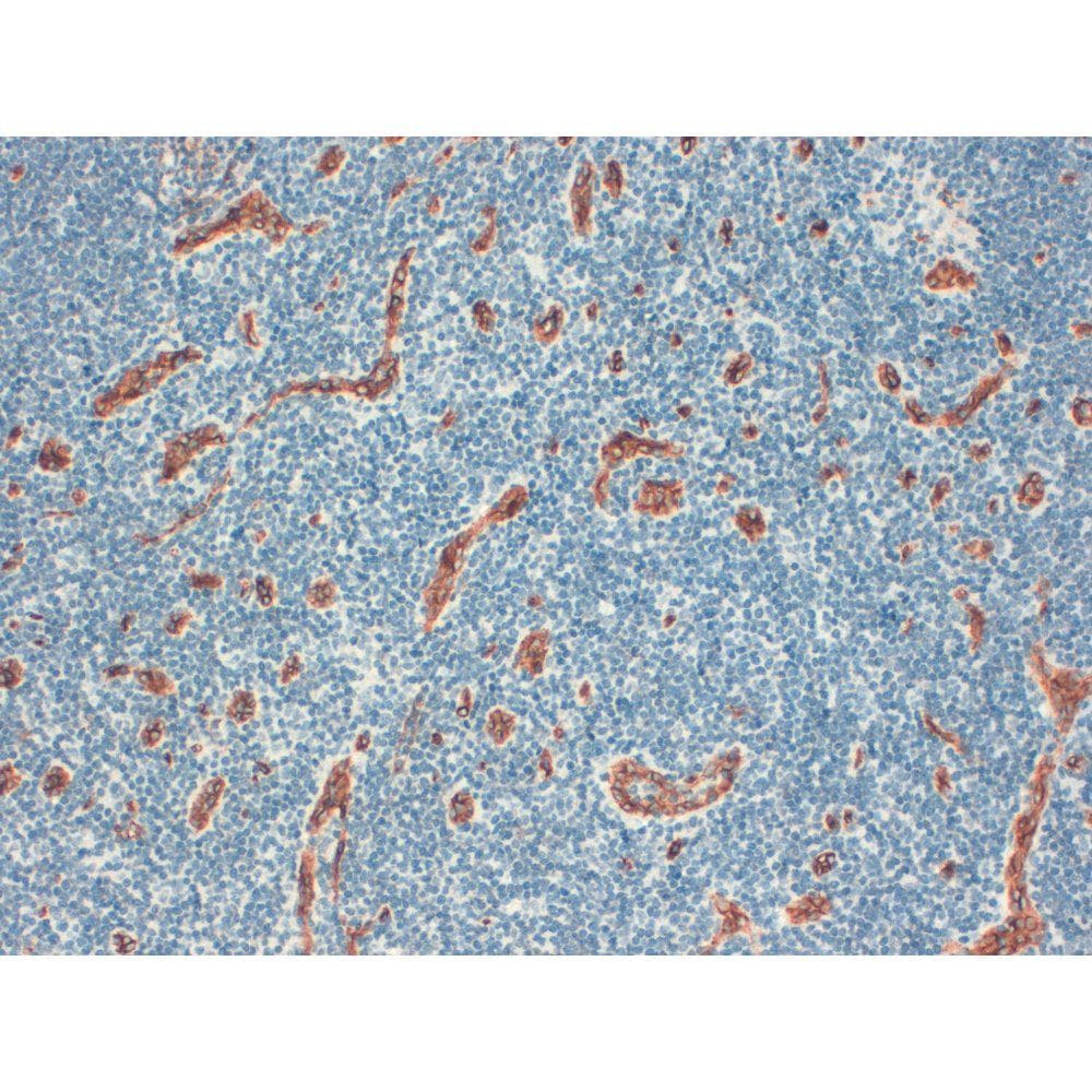 CD34 Antibody (clone QBEND-10)