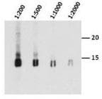 Histone H3 Antibody (clone 1B1-B2)