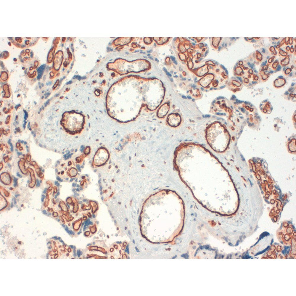 CD34 Antibody (clone QBEND-10)