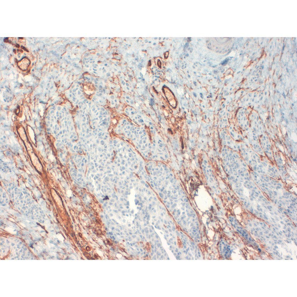 CD34 Antibody (clone QBEND-10)