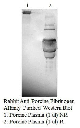 Polyclonal Rabbit anti-Pig FGA / Fibrinogen Alpha Antibody (WB)