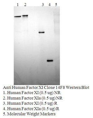 Monoclonal Mouse anti-Human F11 / FXI / Factor XI Antibody (clone 14F8-F10, WB)