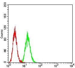 APG5 / ATG5 Antibody (clone 3C10B6)