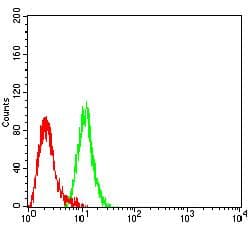 Monoclonal Mouse anti-Human KDR / VEGFR2 / FLK1 Antibody (clone 1A9A3, WB)
