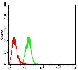 Monoclonal Mouse anti-Human MTA1 Antibody (clone 6B1E9, WB)