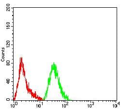 Monoclonal Mouse anti-Human PCK2 / PEPCK Antibody (clone 3D3D9, IHC, WB)