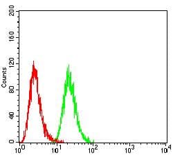 Monoclonal Mouse anti-Human SETD7 / SET7 Antibody (clone 1B3B8, WB)