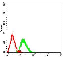 Monoclonal Mouse anti-Human ATG4A Antibody (clone 8C9C2, WB)