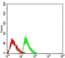 Monoclonal Mouse anti-Human ATXN1 / SCA1 Antibody (clone 2B8A2, WB)