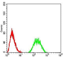 Monoclonal Mouse anti-Human IL6ST / CD130 / gp130 Antibody (clone 8D4D2, IHC, WB)