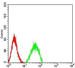 Monoclonal Mouse anti-Human IL2RG / CD132 Antibody (clone 4A8E5, WB)