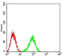 Monoclonal Mouse anti-Human PTPRJ / CD148 Antibody (clone 6F2E12, WB)
