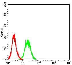TEK / TIE2 Antibody (clone 3F5B9)