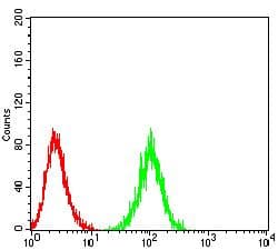 Monoclonal Mouse anti-Human IL17RA Antibody (clone 6H1B1, WB)