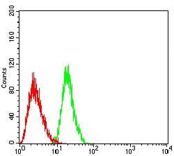 Monoclonal Mouse anti-Human CDw218a / IL18R1 Antibody (clone 2B7E6, WB)