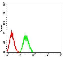 Monoclonal Mouse anti-Human JAM2 Antibody (clone 7E4C5, WB)