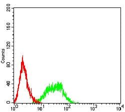Monoclonal Mouse anti-Human NCR2 / NKP44 Antibody (clone 7A7D4G11, WB)