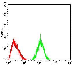 Monoclonal Mouse anti-Human LRP4 Antibody (clone 7A12B4, WB)