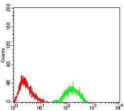 Monoclonal Mouse anti-Human ATXN1 / SCA1 Antibody (clone 4C7B11, IHC, WB)
