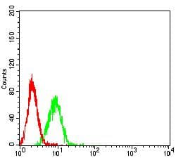 ATG4A Antibody (clone 8E8G2)