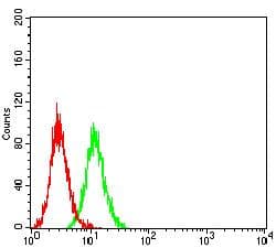 Monoclonal Mouse anti-Human CTNNB1 / Beta Catenin Antibody (clone 7C5D2, IHC, WB)