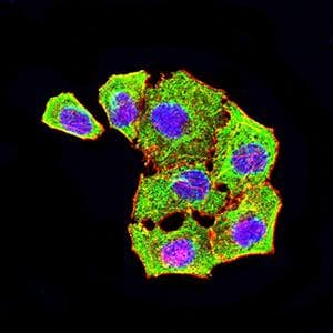Monoclonal Mouse anti-Human ATG4A Antibody (clone 8C9C2, WB)