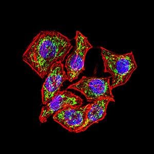 Monoclonal Mouse anti-Human IL6ST / CD130 / gp130 Antibody (clone 8D4D2, IHC, WB)
