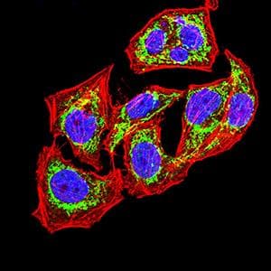 IL6ST / CD130 / gp130 Antibody (clone 8D4C5)