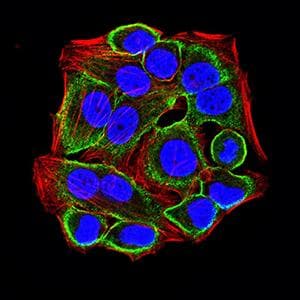 Monoclonal Mouse anti-Human JAM2 Antibody (clone 7E4C5, WB)