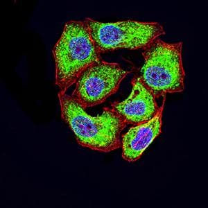 Monoclonal Mouse anti-Human CD46 Antibody (clone 5A8C11, WB)
