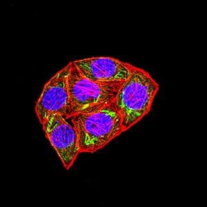 Monoclonal Mouse anti-Human SETD8 / SET8 Antibody (clone 7H1G10, WB)